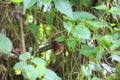 Grauer`s Swamp-warbler Royalty Free Stock Photo