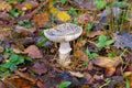 a beautiful grey spotted Amanita fungus, Amanita excelsa, in the forest