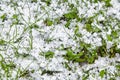 Graupel or snow pellets on grass. Form of precipitation falls. Soft hail small white balls on lawn Royalty Free Stock Photo