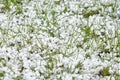 Graupel or snow pellets on green grass. Form of precipitation falls. Soft hail small white balls Royalty Free Stock Photo