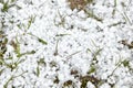 Graupel or snow pellets on grass. Form of precipitation falls. Soft hail small white balls on lawn Royalty Free Stock Photo