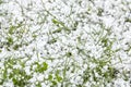 Graupel or snow pellets on green grass. Form of precipitation falls. Soft hail small white balls Royalty Free Stock Photo
