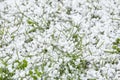 Graupel or snow pellets on green grass. Form of precipitation falls. Soft hail small white balls Royalty Free Stock Photo
