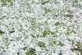 Graupel or snow pellets on green grass. Form of precipitation falls. Soft hail small white balls on lawn Royalty Free Stock Photo