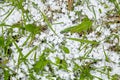 Graupel or snow pellets on green grass, top view, form of precipitation falls Royalty Free Stock Photo