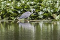 Graureiher Ardea cinerea