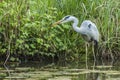 Graureiher Ardea cinerea