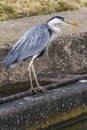 Graureiher Ardea cinerea