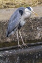 Graureiher Ardea cinerea