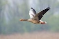 Grauwe Gans, Grey-lag Goose, Anser anser Royalty Free Stock Photo