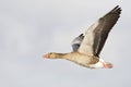 Grauwe Gans, Grey-lag Goose, Anser anser Royalty Free Stock Photo
