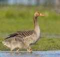 Grauwe Gans, Grey-lag Goose, Anser anser Royalty Free Stock Photo