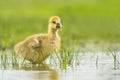 Grauwe Gans, Grey-lag Goose, Anser anser Royalty Free Stock Photo