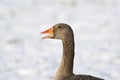 Grauwe Gans, Grey-lag Goose, Anser anser