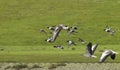 Grauwe Gans, Greylag Goose, Anser anser, Slobeend; Northern Shoveler; Anas clypeata Royalty Free Stock Photo