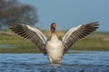 Grauwe Gans, Greylag Goose, Anser anser