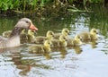 Grauwe gans greyleg goose with babies