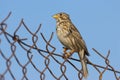 Grauwe Gors, Corn Bunting, Emberiza calandra Royalty Free Stock Photo