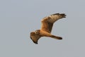 Grauwe Kiekendief, Montagu\'s Harrier, Circus pygargus Royalty Free Stock Photo