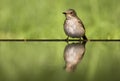 Grauwe Vliegenvanger, Spotted Flycatcher, Muscicapa striata Royalty Free Stock Photo