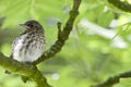 Grauwe Vliegenvanger, Spotted Flycatcher, Muscicapa striata Royalty Free Stock Photo