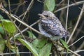 Grauwe vliegenvanger, Spotted Flycatcher, Muscicapa striata Royalty Free Stock Photo