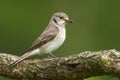 Grauwe vliegenvanger, Spotted Flycatcher, Muscicapa striata Royalty Free Stock Photo