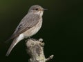 Grauwe vliegenvanger, Spotted Flycatcher, Muscicapa striata Royalty Free Stock Photo