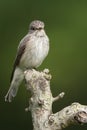 Grauwe vliegenvanger, Spotted Flycatcher, Muscicapa striata Royalty Free Stock Photo