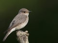 Grauwe vliegenvanger, Spotted Flycatcher, Muscicapa striata Royalty Free Stock Photo