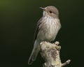 Grauwe vliegenvanger, Spotted Flycatcher, Muscicapa striata Royalty Free Stock Photo