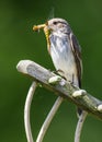 Grauwe vliegenvanger, Spotted Flycatcher, Muscicapa striata Royalty Free Stock Photo