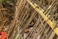 Grave of bamboo sticks in cemetery in Terunyan village. Traditional Kuburan in Bali, Indonesia. Bodies are buried above ground. Royalty Free Stock Photo