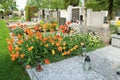 Grave covered with tulips Royalty Free Stock Photo