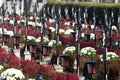 Grave crosses in a row in the cemetery Wels, Austria, Europe