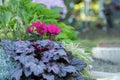 Grave decoration. Pink cyclamen (Cyclamen persicum).