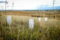 Grave Markers from Little Big Horn National Monument Royalty Free Stock Photo