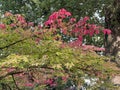 Beside a grave a red tree