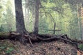 The grave of an unknown man. Weathered wooden cross behind big roots of pine tree. Royalty Free Stock Photo