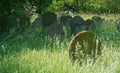 Grave yard with grass left to grow long to help insect wildlife. Grave stones long grass and trees.