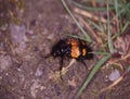 Gravedigger beetle crawls Royalty Free Stock Photo