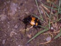 Gravedigger beetle crawls Royalty Free Stock Photo