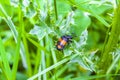 Gravedigger beetle on a plant in nature in Germany Royalty Free Stock Photo