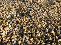 Gravel consisting of a large variety of multi-colored stones of very small size.