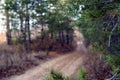 Forest trail in late autumn, overcast day Royalty Free Stock Photo