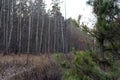 Forest trail in late autumn, overcast day Royalty Free Stock Photo