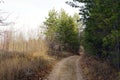 Forest trail in late autumn, overcast day Royalty Free Stock Photo