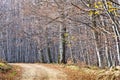 Gravel country road through beautiful dense forest in late autumn, Homolje mountains Royalty Free Stock Photo