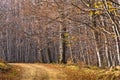 Gravel country road through beautiful dense forest in late autumn, Homolje mountains Royalty Free Stock Photo