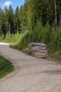 gravel country road in green forest with tree trunks in large piles on the side Royalty Free Stock Photo